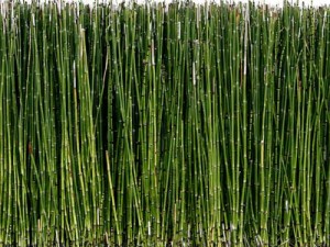 horsetail-reed